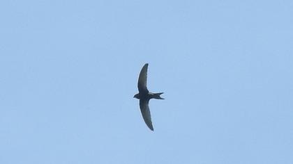 Common Swift