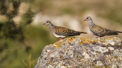 European Turtle Dove