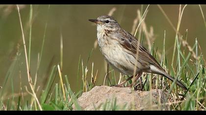 Water Pipit