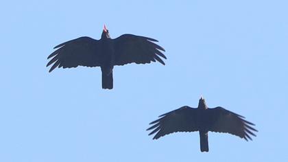 Red-billed Chough