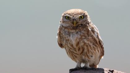Little Owl