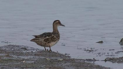 Garganey