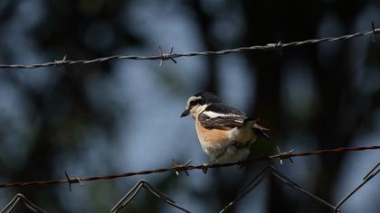 Masked Shrike