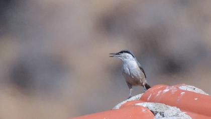 Western Rock Nuthatch