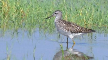 Wood Sandpiper