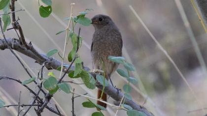 Black Redstart