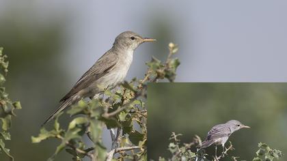 Olive-tree Warbler