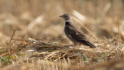 Calandra Lark