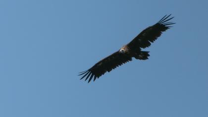 Cinereous Vulture