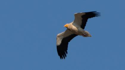 Egyptian Vulture