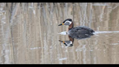 Red-necked Grebe