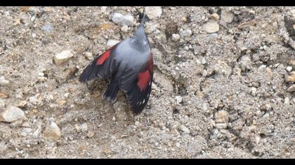 Wallcreeper
