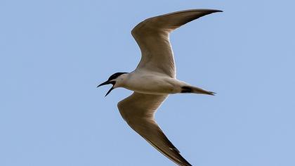 Gull-billed Tern