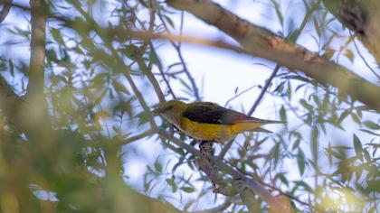 Eurasian Golden Oriole