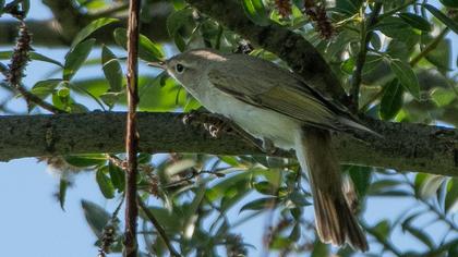 Eastern Bonelli`s Warbler