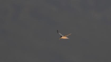 Little Tern