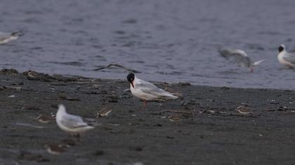 Mediterranean Gull