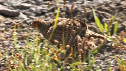 Grey Partridge
