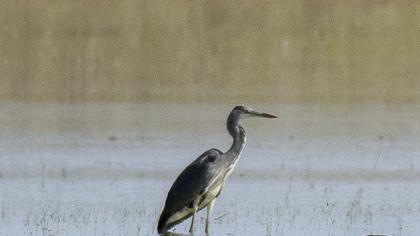 Grey Heron