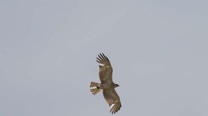 Short-toed Snake Eagle