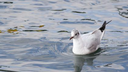 Black-headed Gull