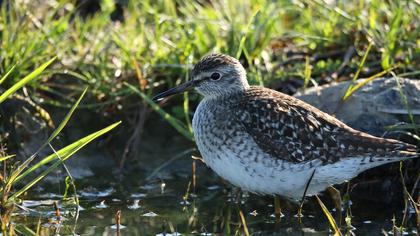 Wood Sandpiper