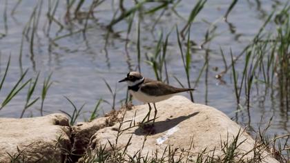 Little Ringed Plover