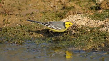 Citrine Wagtail