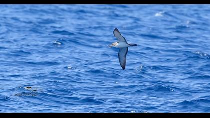 Scopoli`s Shearwater