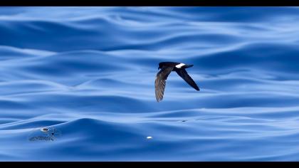European Storm Petrel