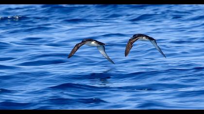 Yelkouan Shearwater
