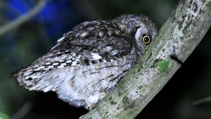 Eurasian Scops Owl