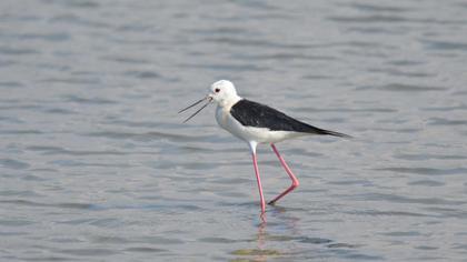 Black-winged Stilt