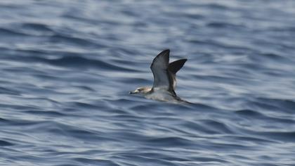 Scopoli`s Shearwater