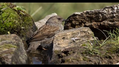 Dunnock