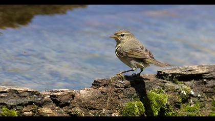 Common Chiffchaff