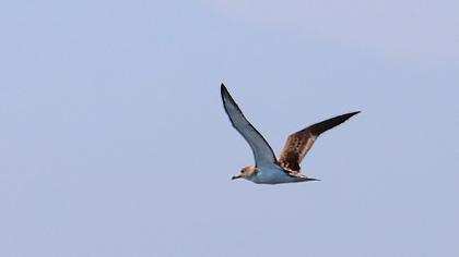 Scopoli`s Shearwater