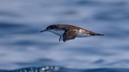 Yelkouan Shearwater
