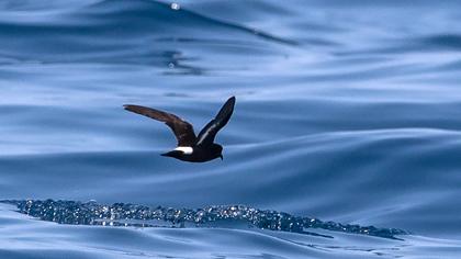 European Storm Petrel