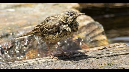 Tree Pipit
