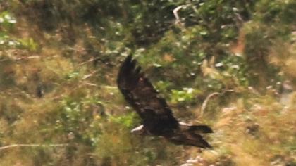 Eastern Imperial Eagle