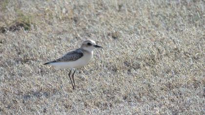 Greater Sand Plover