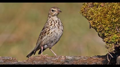 Tree Pipit