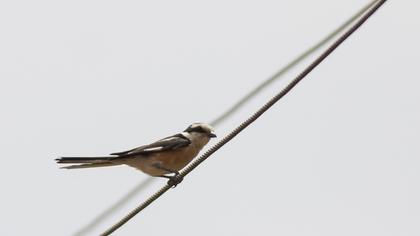 Masked Shrike