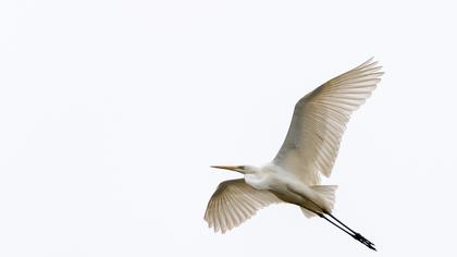Great Egret