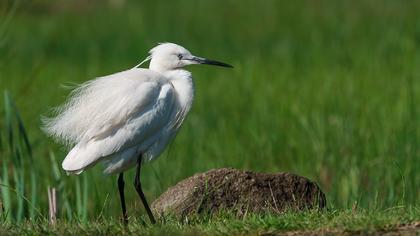 Little Egret