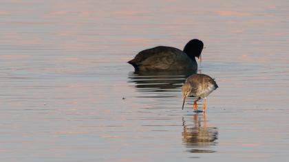 Common Redshank