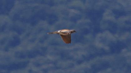 European Turtle Dove