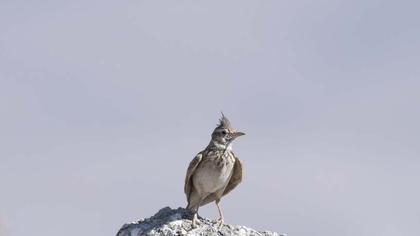Crested Lark