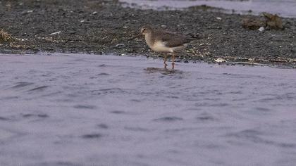 Terek Sandpiper